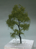 53/006 Listnatý strom *7-9cm*