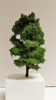Listnat strom * cca 15cm
