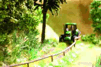 54/14406 Papradie * 16 rastl�n