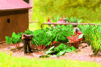 54/14602 Rebarbora * 18 rarl�n