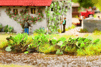54/14610 Pestwurz * 24 rastl�n