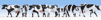 Kravy * ierno-biele