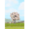 Ovocn strom-Kvitnci  7,5cm